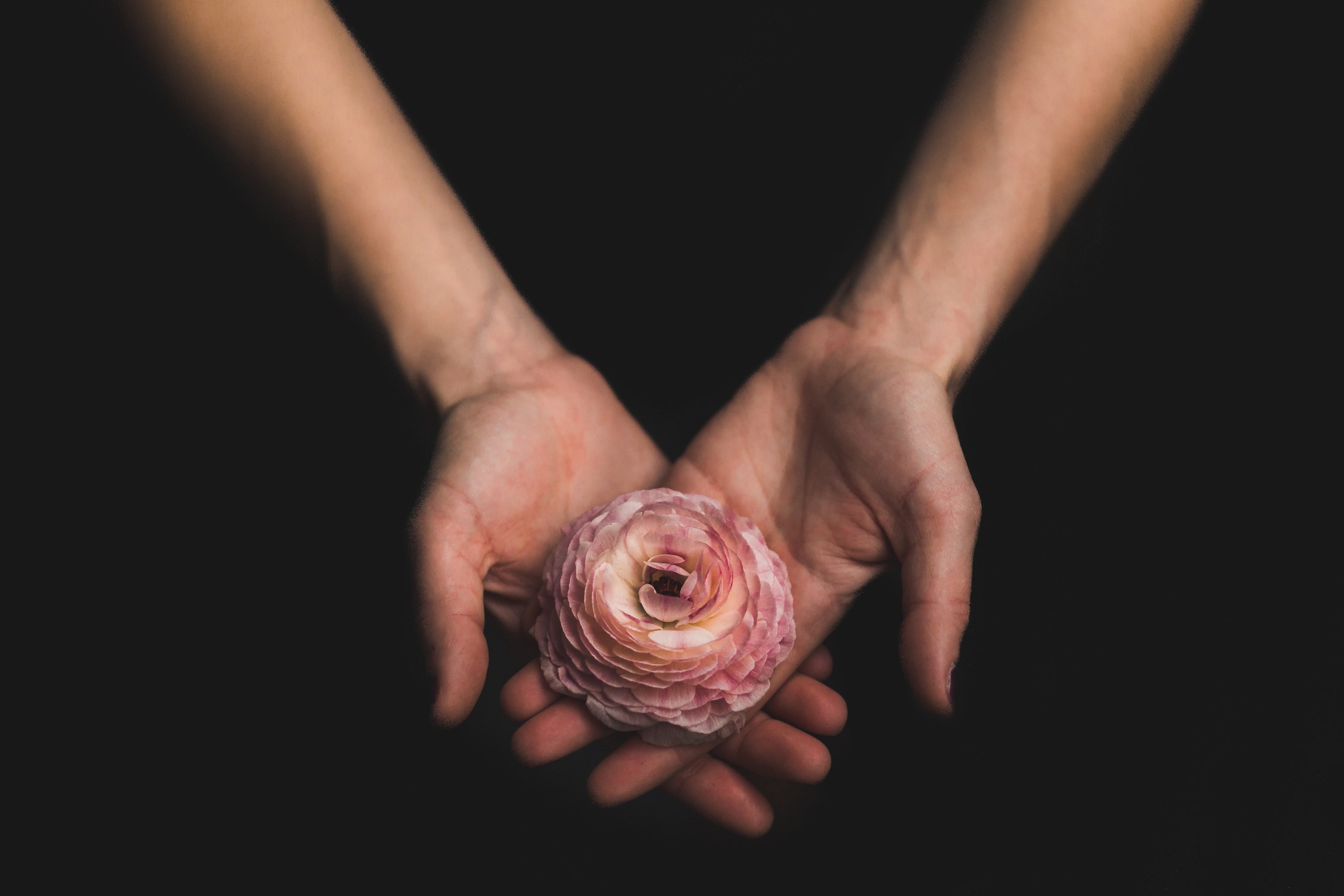 Rose In Hand